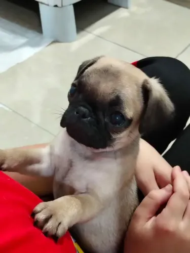 Pug fêmea 