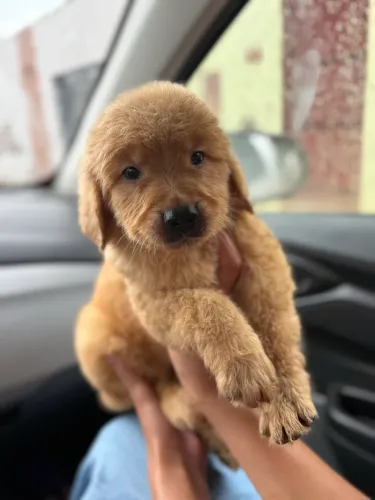 Golden retriever