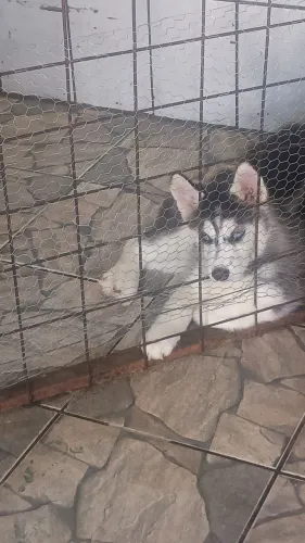 Husky siberiano filhote 34/ *