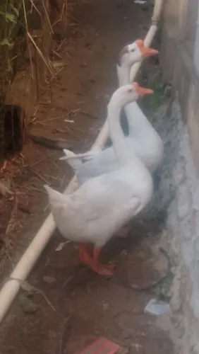 Gansos sinaleiros chinês branco
