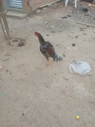 Galo índio puro para criador de procedência!