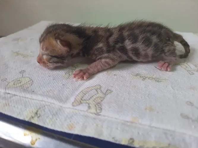 Filhote gato bengal