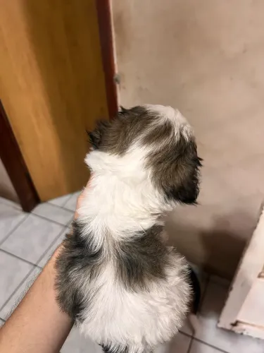 Vendo filhote de shih tzu macho