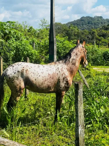 Cavalo Persa domado