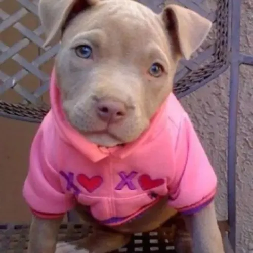 Filhotes De Pitbull - Amor Verdadeiro Começa Aqui 