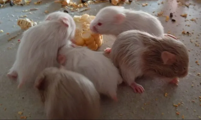 Hamster Jundiaí não entrego
