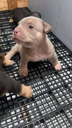 American bully micro