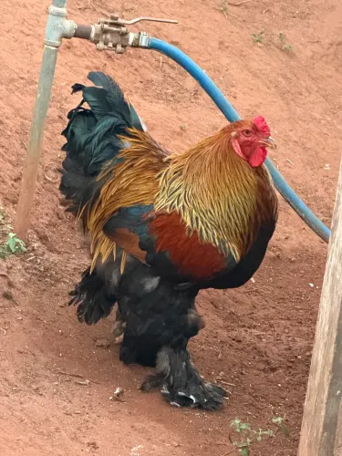 Ovos galinha Brahma