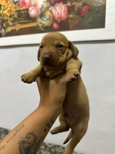 dachshund