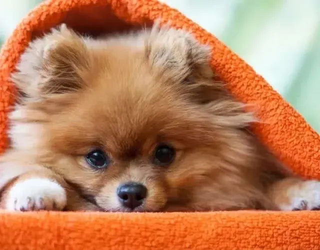 Lulu da pomerania fêmea adulta