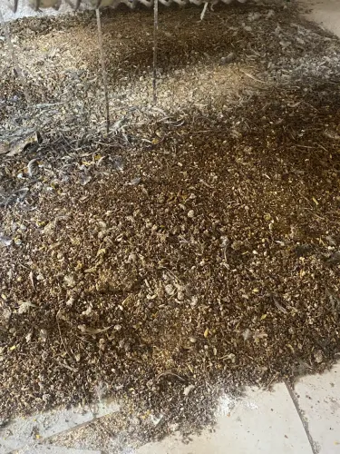 Vendo esterco de codornas semi curtido