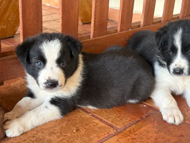 Border collie