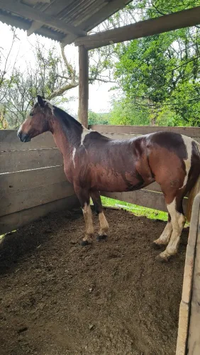 Égua Tobiana