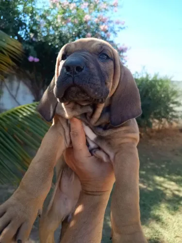 Fila brasileiro macho 