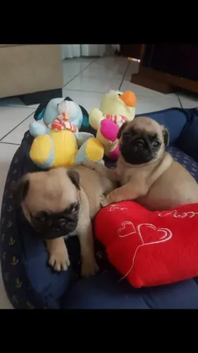 Filhote Pug, Dê um lar para um filhote e ganhe um amigo fiel para sempre!
