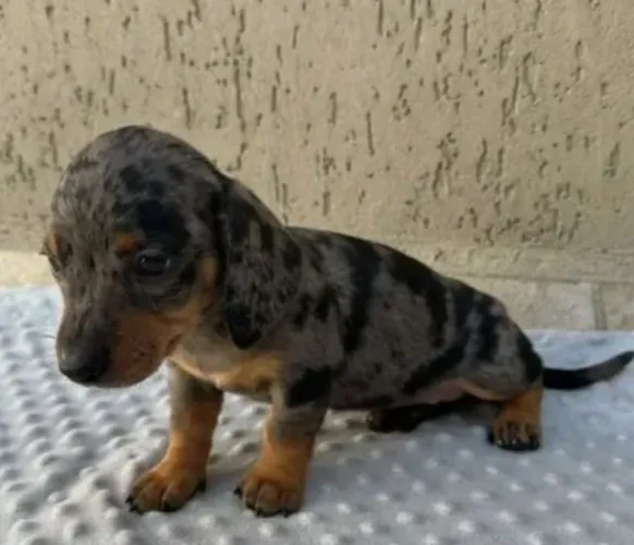 Basset Dachshund Filhotes Alerquins Difícil de Encontrar.
