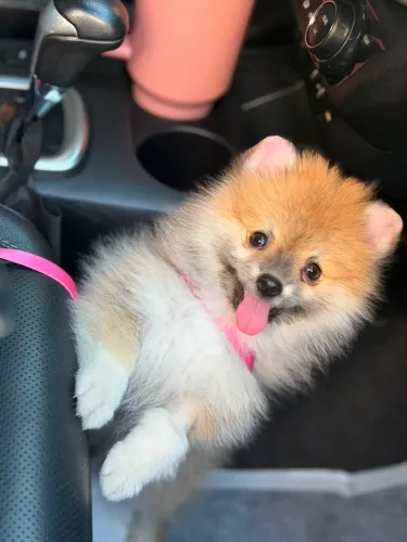 Lulu da Pomerânia