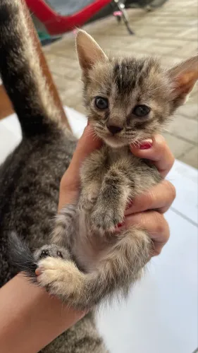 Gatinho para doação