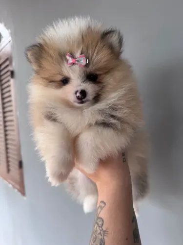 Filhote de Spitz alemão 