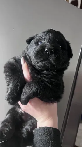 Vende-se Chow Chow 