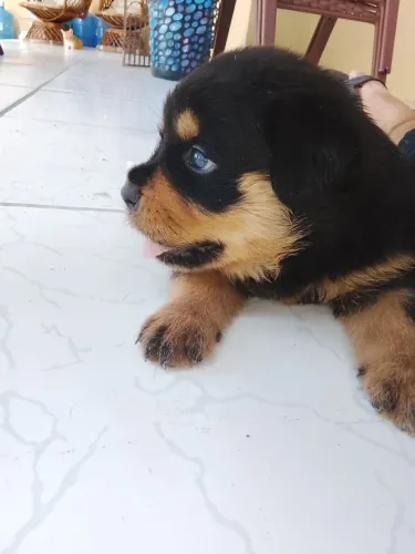FILHOTE DE ROTTWEILER