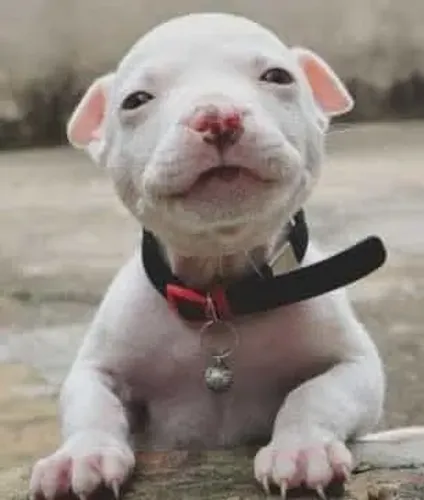 Pitbull - Cachorrinho Que Vai Fazer Sorrir Todos Os Dias 