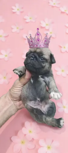 Filhote de pug disponível pra venda fêmea