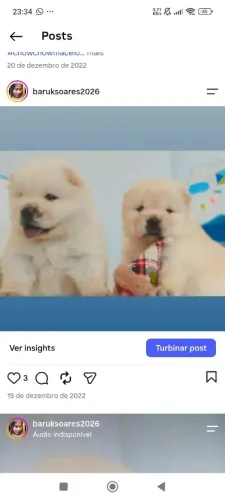 Chow Chow 