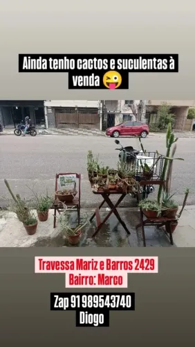 Plantas ( cactos e suculentas ) de coleção 