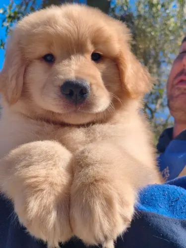 Golden Retriever filhotes parcelamos no cartão 