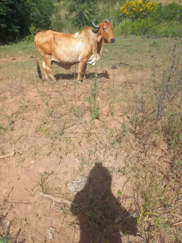 VENDE-SE VACA GIR (VALOR PARA NEGOCIAÇÃO)