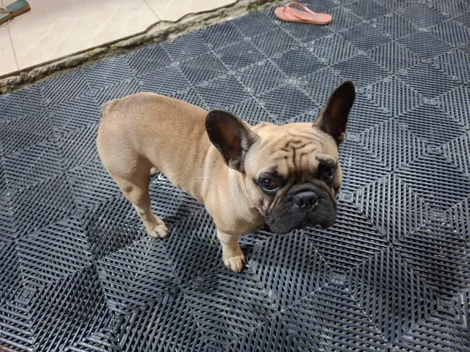 Buldogue francês 
