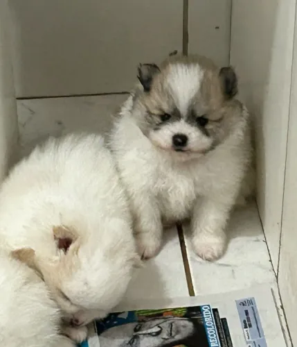 Lulu da pomerânea