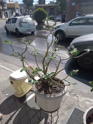 Rosa do Deserto Vermelha