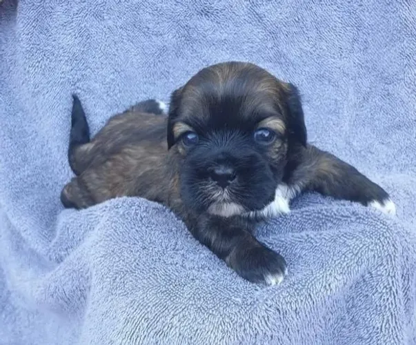 Lhasa Apso Pequeno Fêmea que Ama Crianças e Outros Pets