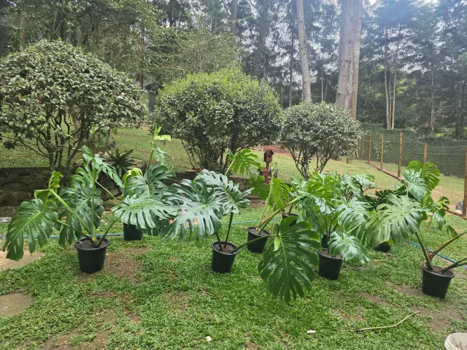 Costela de Adão