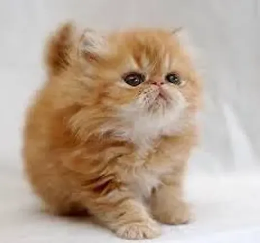 gatos machos e femeas persa aki 