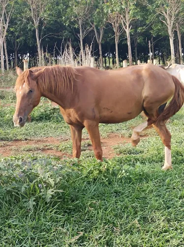 Vende se égua quarto de milha 