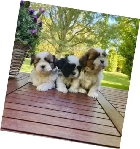 Lhasa Apso Creme Macho - Pequeno, Leal e Adorável!
