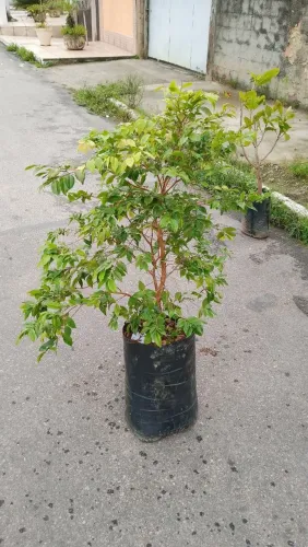 Muda De Jabuticaba Enxertada