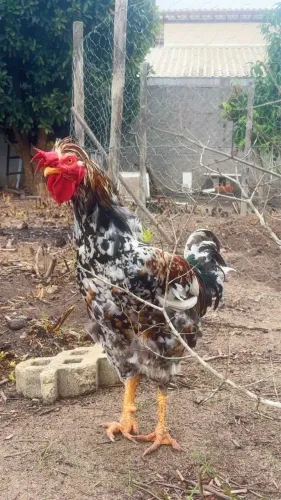 GSB balão galo/falinhas
