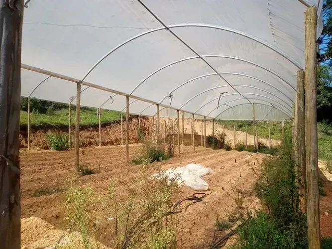 Estufa Agrícola / Cobertura Metálica