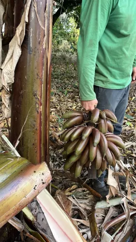 Muda Banana roxa