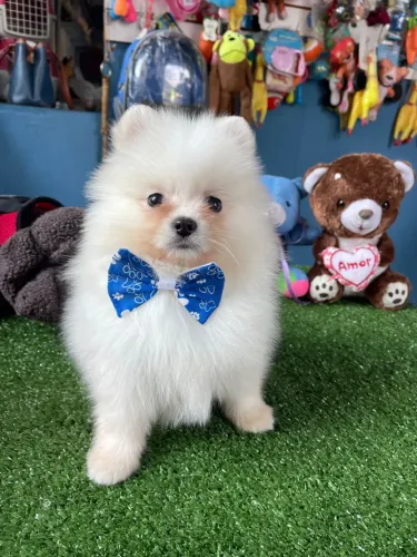 Spitz alemão na cor creme macho $2.300,00