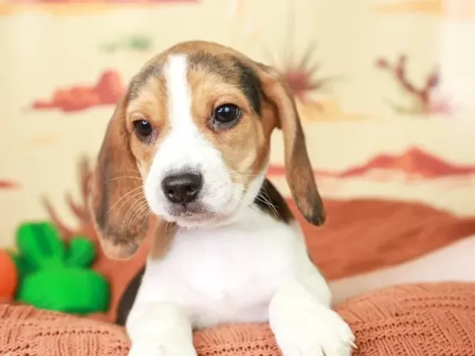 Vende-se Beagles