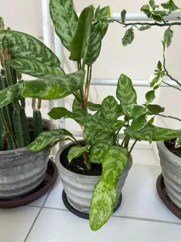 Planta de vaso com folhas verde e branca