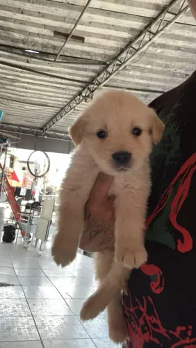Filhote Golden Retriever, Os Rabinhos Mais Felizes à Espera de Você!