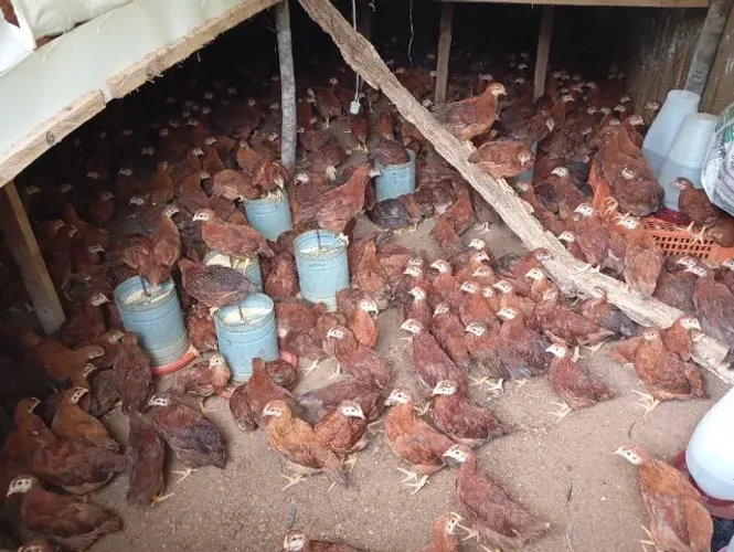 Vendo Pintinhos, frangas e galinhas poedeiras 