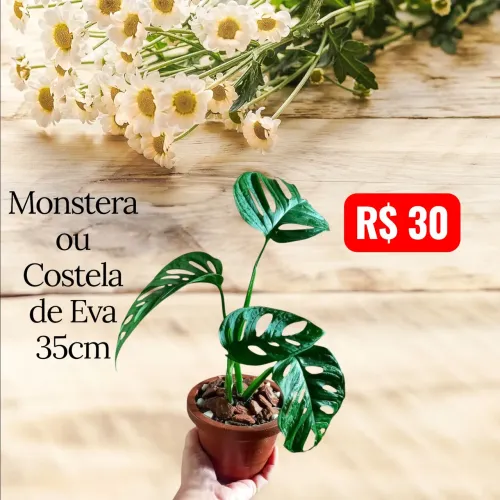 Costela de Eva ou Monstera 100% Natural