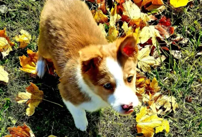 Filhotes de Border Collie | Venha escolher quem vai fazer parte dos seus dias!